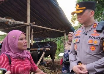Pedagang Sapi di Lahan BMKG Tangsel Mendapatkan Dispensasi