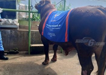 Perawatan Ekstra Sapi Limosin di Pamulang Milik Prabowo