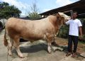 Sapi Super Jumbo Parjo dari Prabowo untuk Warga Banten di Idul Adha