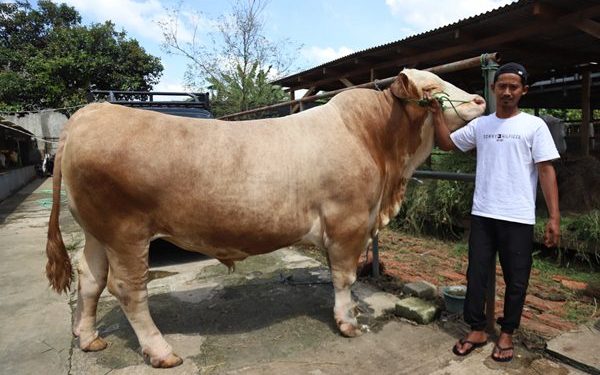 Sapi Super Jumbo Parjo dari Prabowo untuk Warga Banten di Idul Adha