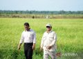 Prabowo Buat Sejarah, Cadangan Beras Nasional Capai 4 Juta Ton