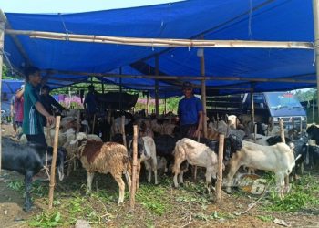 Daya Beli Hewan Kurban Lesu di Tangsel pada Idul Adha 2025