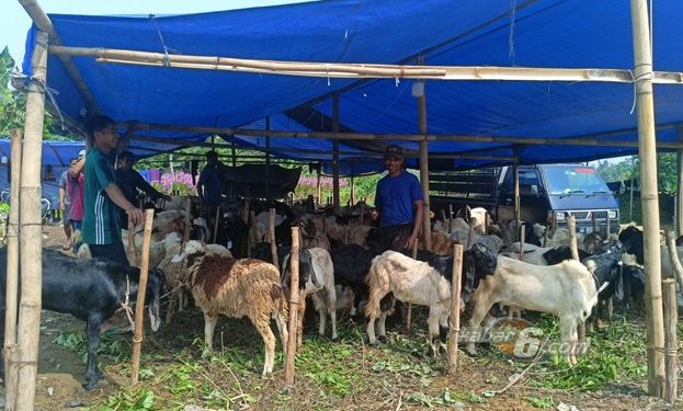 Daya Beli Hewan Kurban Lesu di Tangsel pada Idul Adha 2025