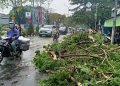 Pohon Tua di Ciater Serpong Rentan Terjatuh