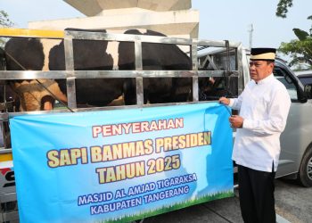 Bupati Tangerang Serahkan Sapi 1,1 Ton dari Presiden ke DKM Al-Amjad