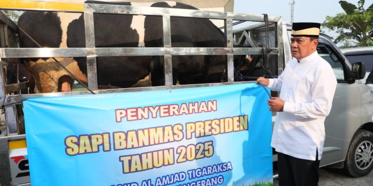 Bupati Tangerang Serahkan Sapi 1,1 Ton dari Presiden ke DKM Al-Amjad