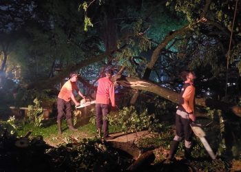 Angin Kencang Menyebabkan Empat Pohon Tumbang dalam Sehari di Tangsel