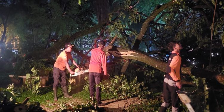 Angin Kencang Menyebabkan Empat Pohon Tumbang dalam Sehari di Tangsel