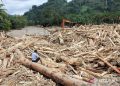 Potensi Kayu Banjir dari Kayu Ilegal dan Pembalakan Menjadi Sorotan Kemenhut