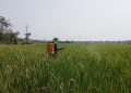 HKTI minta Pemkab Lebak hapus PBB lahan sawah demi ketahanan pangan sejalan visi Prabowo