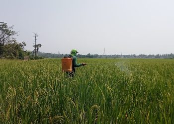 HKTI minta Pemkab Lebak hapus PBB lahan sawah demi ketahanan pangan sejalan visi Prabowo