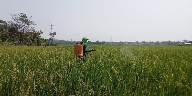 HKTI minta Pemkab Lebak hapus PBB lahan sawah demi ketahanan pangan sejalan visi Prabowo